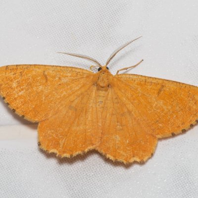 Angerona prunaria (zejkovec trnkový), SK, Súľov-Hradná