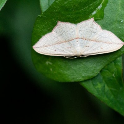 Timandra comae (žlutokřídlec šťovíkový), Kníničky