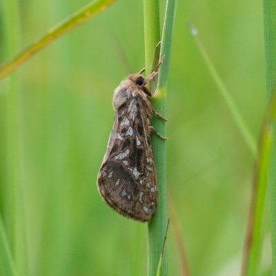 Pharmacis carna (hrotnokřídlec horský), SK, Štôla
