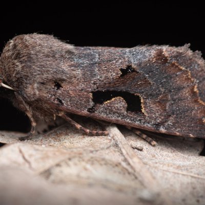 Orthosia gothica (jarnice ovocná), Pouzdřanský rybník