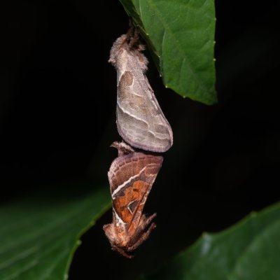 Triodia sylvina (hrotnokřídlec salátový), Klentnice