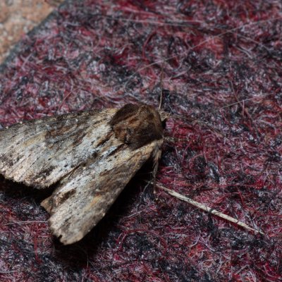 Apamea crenata (šedavka lemovaná), IT, Pfelders - Plan, Jižní Tyrolsko