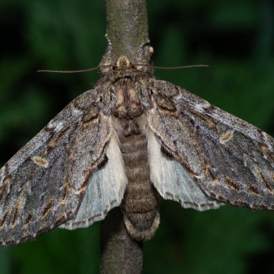 Peridea anceps (hřbetozubec plachý), PP Bobrava