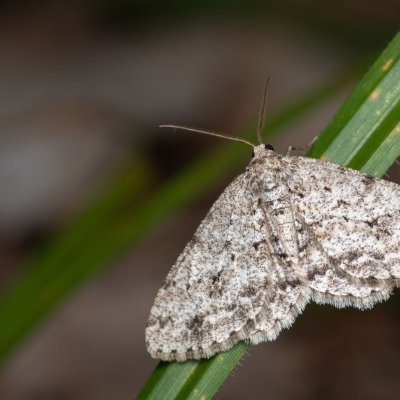 Ectropis crepuscularia (různorožec orlíčkový), Hádecká krasová plošina