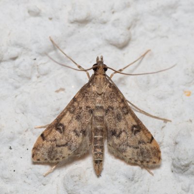 Dolicharthria bruguieralis (-), HR, Jablanac