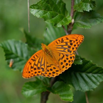 Argynnis paphia (perleťovec stříbropásek), NPP Švařec