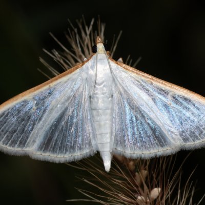 Palpita vitrealis (zavíječ průsvitný), HR, Jablanac