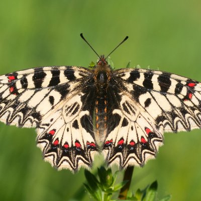 Zerynthia polyxena (pestrokřídlec podražcový), Nové Mlýny - střed