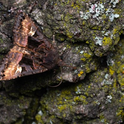 Euplexia lucipara (blýskavka ostružiníková), NPP Pouzdřanská step - Kolby