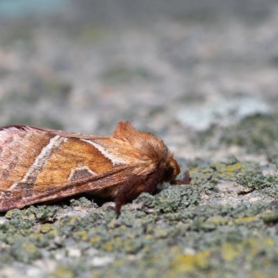 Triodia sylvina (hrotnokřídlec salátový), Kývalka