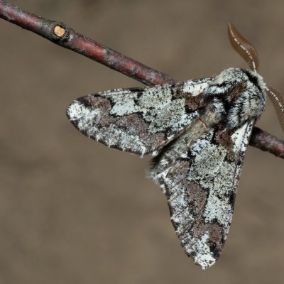 Biston strataria (drsnokřídlec lipový), PR Kamenný vrch