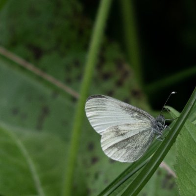 Leptidea juvernica/sinapis (bělásek luční/hrachorový), NPR Hádecká planinka