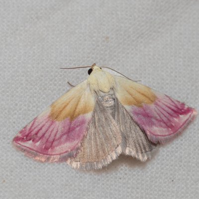 Eublemma purpurina (drobnička pcháčová), Urbanův kopec, Ostopovice