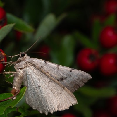 Odontognophos dumetata (šerokřídlec trnkový), PP Kamenice u Hlohovce