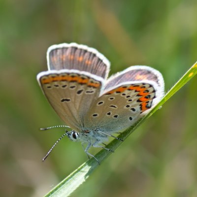 Plebejus argyrognomon (modrásek podobný), PP Nad řekami