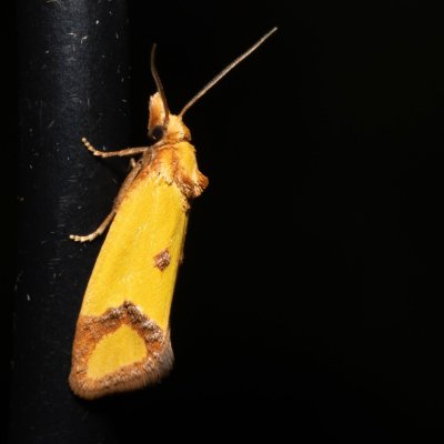 Agapeta zoegana (obalečík kroužkovaný), Lysá hora u Ochozu