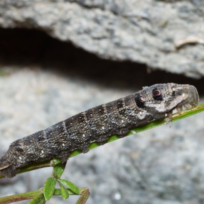 Deilephila porcellus (lišaj kyprejový), SK, Štôla