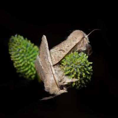 Orthosia cruda (jarnice menší), Žebětín