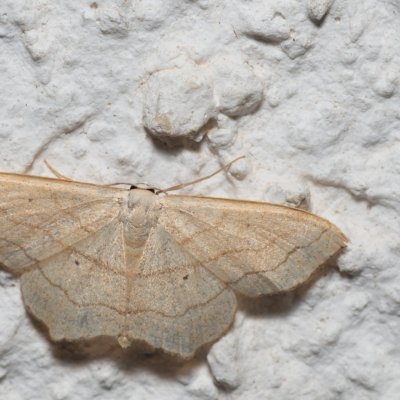 Scopula imitaria (-), HR, Jablanac