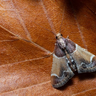 Pyralis farinalis (zavíječ domácí), PR Kamenný vrch