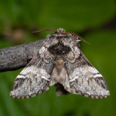 Drymonia dodonaea (hřbetozubec hnědý), Hády