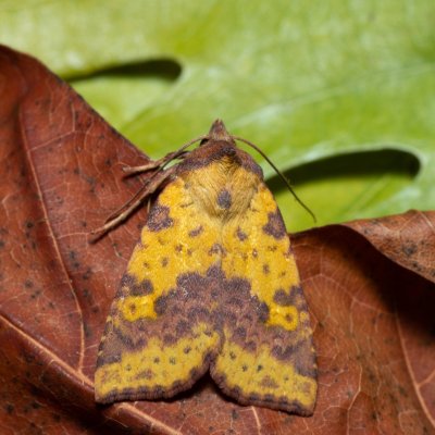 Xanthia togata (zlatokřídlec jívový), PP Střelická bažinka