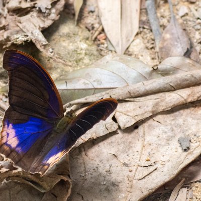 Terinos atlita (-), TH, Khao Sok