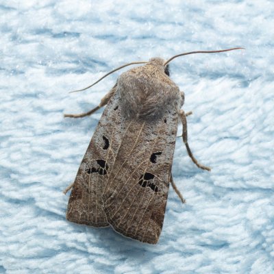 Conistra rubiginosa (zimovnice trnková), Žebětín