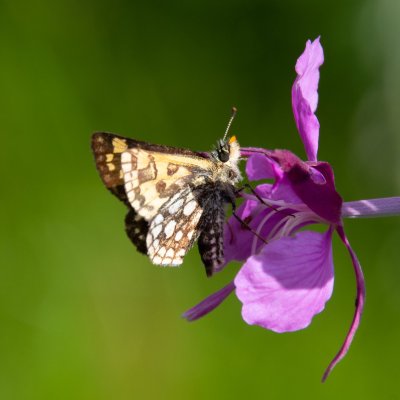 Carterocephalus palaemon (soumračník jitrocelový), SK, NPR Furkotská dolina, Tatry
