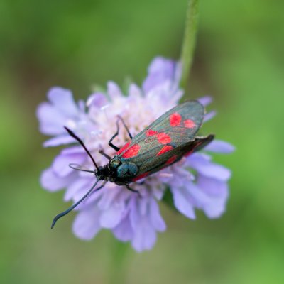 Zygaena filipendulae (vřetenuška obecná), NPP Švařec