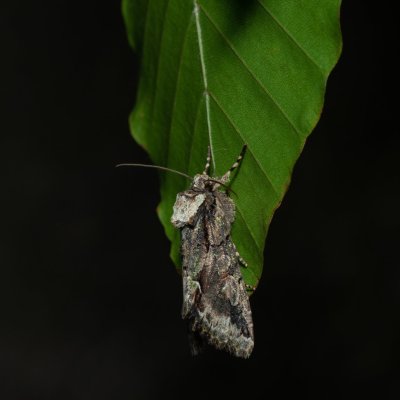Allophyes oxyacanthae (pestroskvrnka hlohová), Kývalka