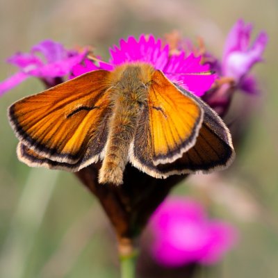Thymelicus sylvestris (soumračník metlicový), SK, Štôla