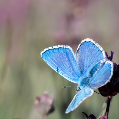 Polyommatus bellargus (modrásek jetelový), Střelecký kopec
