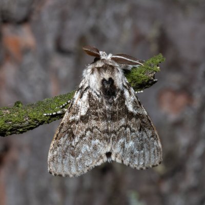 Calliteara abietis (štětconoš smrkový), NPR Radostínské rašeliniště