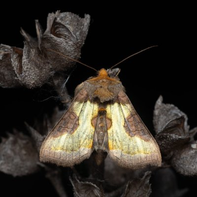 Diachrysia stenochrysis (kovolesklec podvojný), NPP Na Adamcích