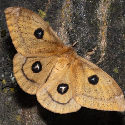 Aglia tau (martináč bukový), Hostěnice