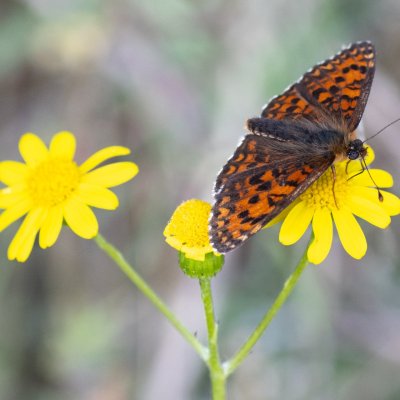 Melitaea trivia (hnědásek jižní), PR Svatý kopeček