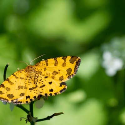Pseudopanthera macularia (zejkovec hluchavkový), Podkomorské lesy, Kopeček