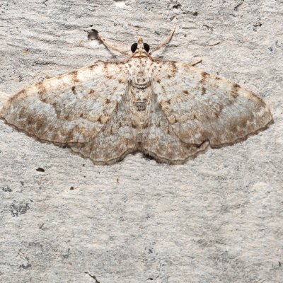 Camptogramma scripturata (-), HR, Krasno