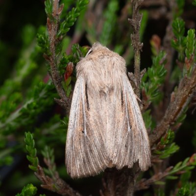 Leucania comma (plavokřídlec čárkovaný), PP Pohoří na Šumavě
