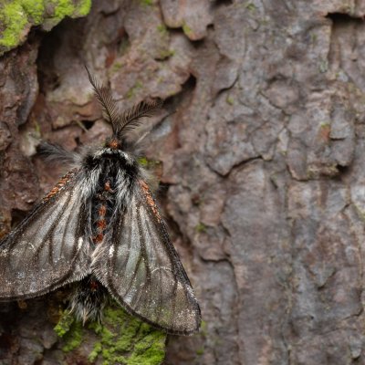 Lycia isabellae (drsnokřídlec modřínový), Ždánický les