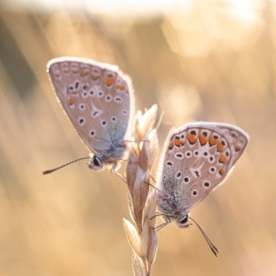 Polyommatus icarus (modrásek jehlicový), PR Kamenný vrch