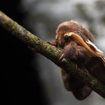 Eriogaster lanestris (bourovec březový), NPR Radostínské rašeliniště