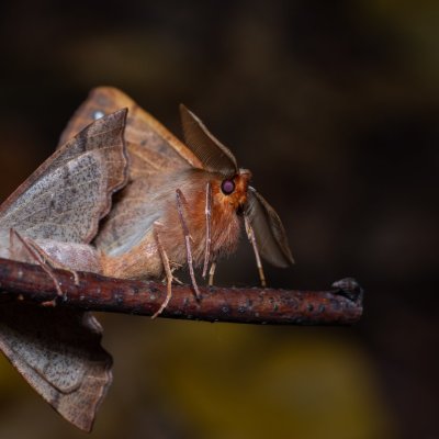 Colotois pennaria (zejkovec pozdní), Žebětín