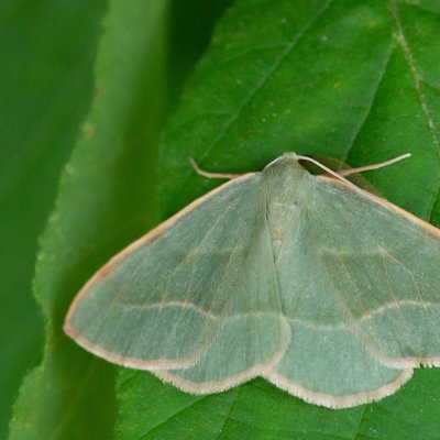 Hylaea fasciaria (běločárník smrkový), PR Kamenný vrch