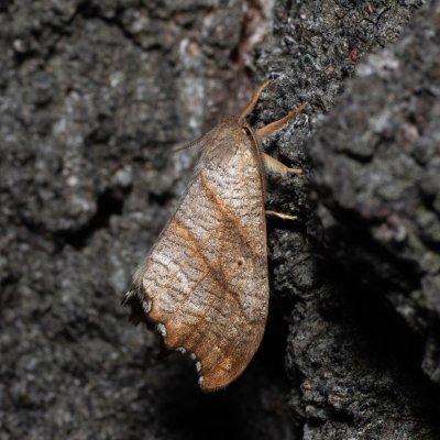 Falcaria lacertinaria (srpokřídlec březový), Henčov