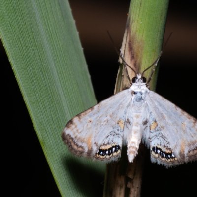 Cataclysta lemnata (vílenka okřehková), Hrabětice