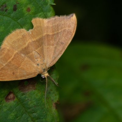 Watsonalla cultraria (srpokřídlec bukový), Žebětín