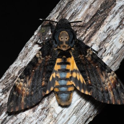 Acherontia atropos (lišaj smrtihlav), Hády