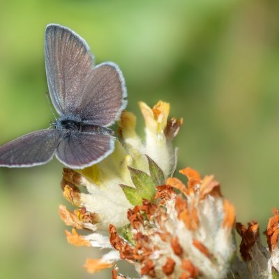 Cupido minimus (modrásek nejmenší), Hády